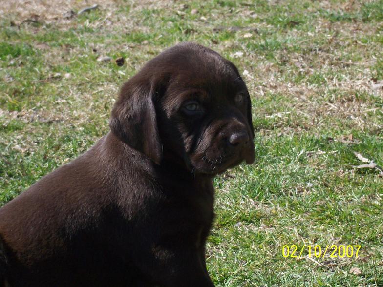 chocolate lab puppies for sale-Damascus Way Labradors