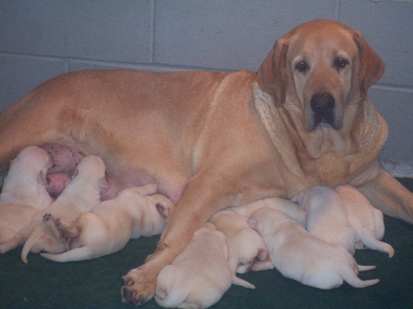 yellow lab puppies for sale - Damascus Way Labradors