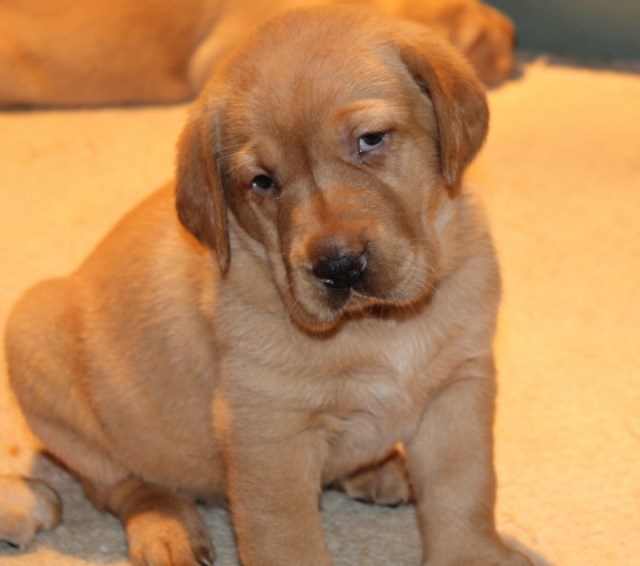 Red lab puppies for sale - Damascus Way Labradors
