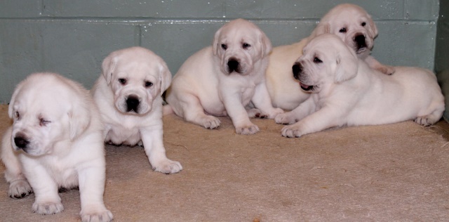 White labs for sale - Damascus Way Labradors