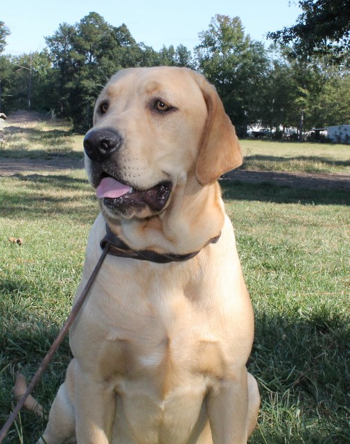yellow labs for sale - Damascus Way labradors