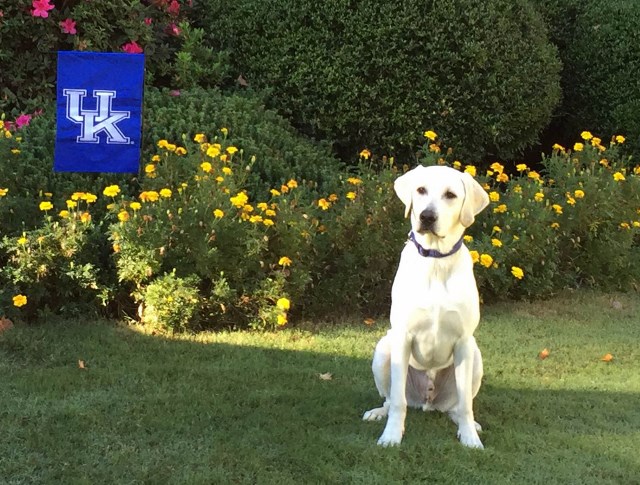 white labs for sale- Damascus Way Labradors