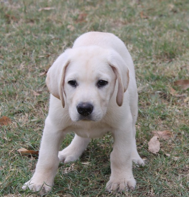lab puppies for sale in ga akc white lab puppies for sale lab puppies for sale in ga akc white lab puppies for sale