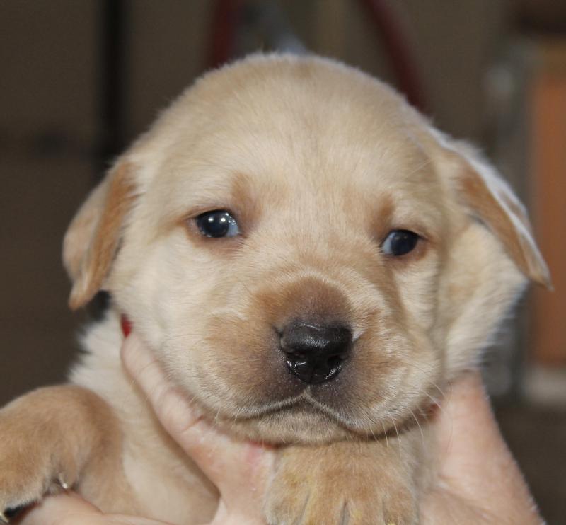 lab puppies for sale in ga lab puppies for sale labrador retirever breeders in damascus way labradors lab puppies for sale in ga lab puppies for sale labrador retirever breeders in damascus way labradors