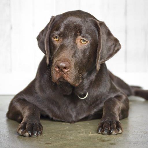 chocolate lab puppies for sale - Damascus Way Labradors