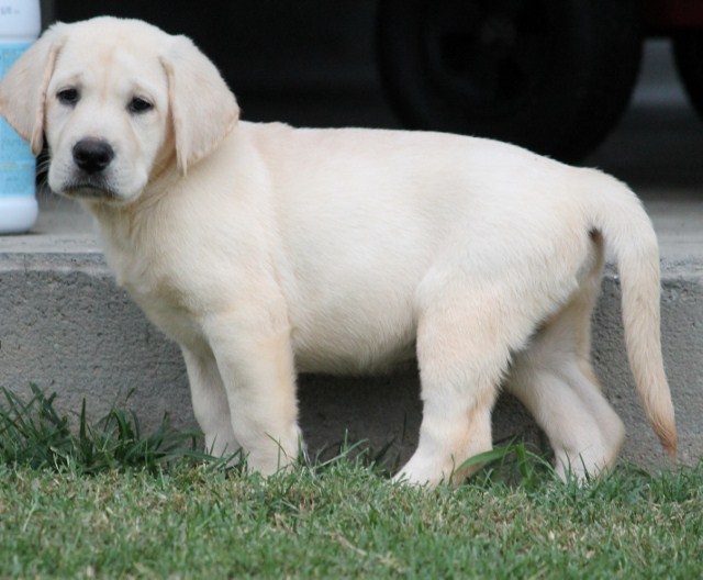 yellow lab puppies for sale yellow lab puppies for sale and yellow lab puppy breeder yellow lab puppies for sale yellow lab puppies for sale and yellow lab puppy breeder