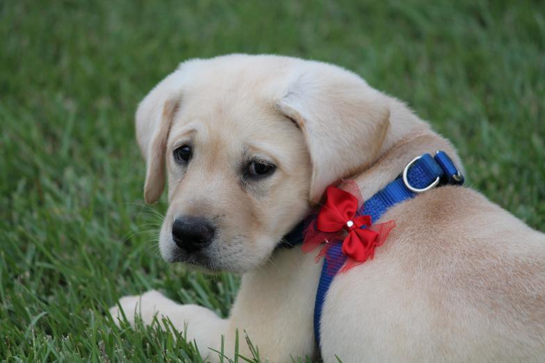 yellow lab puppies for sale - Damascus Way Labradors