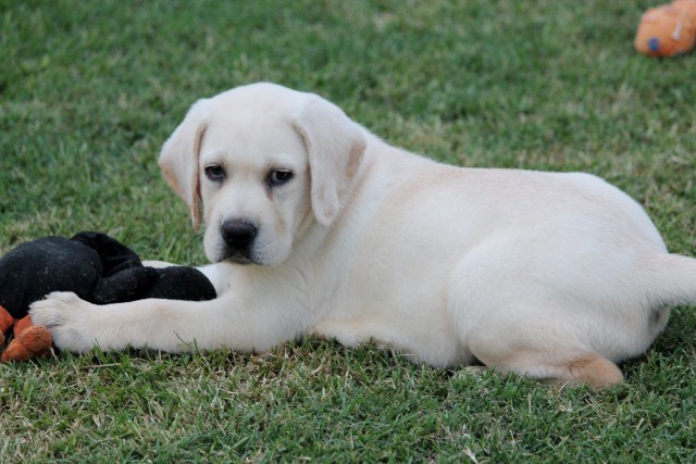 yellow lab puppies for sale yellow lab puppies for sale and yellow lab puppy breeder yellow lab puppies for sale yellow lab puppies for sale and yellow lab puppy breeder