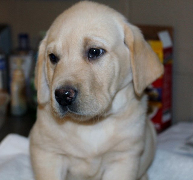 yellow lab puppies for sale - Damascus Way Labradors