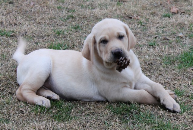 yellow lab puppies for sale - Damascus Way Labradors