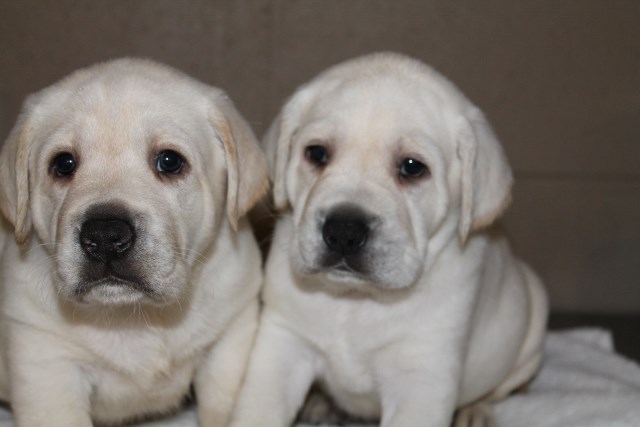 White lab puppies for sale - Damascus Way Labradors