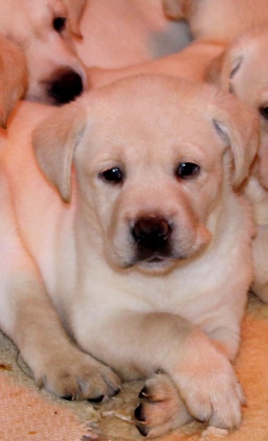 yellow lab puppies for sale - Damascus Way Labradors