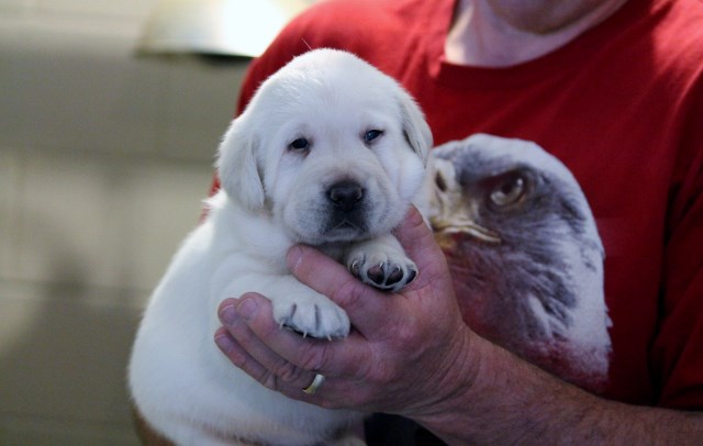 White labs for sale - Damascus Way Labradors