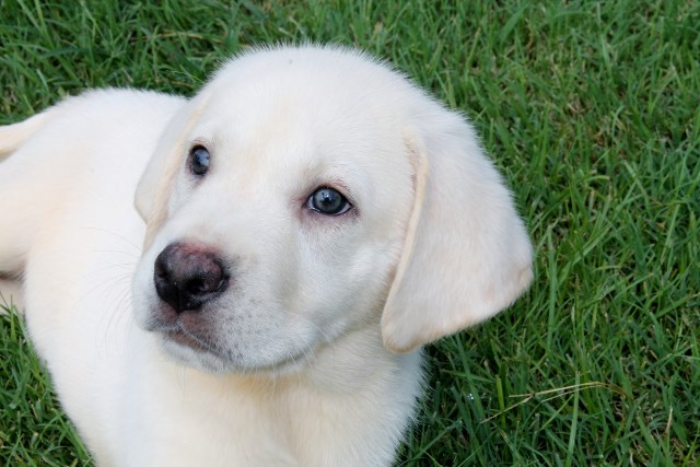 White lab puppies for sale - Damascus Way Labradors