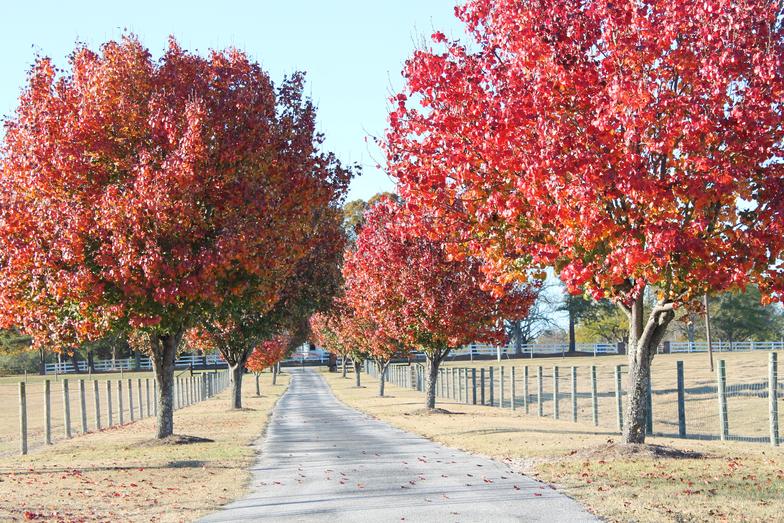 Damascus Way Labradors