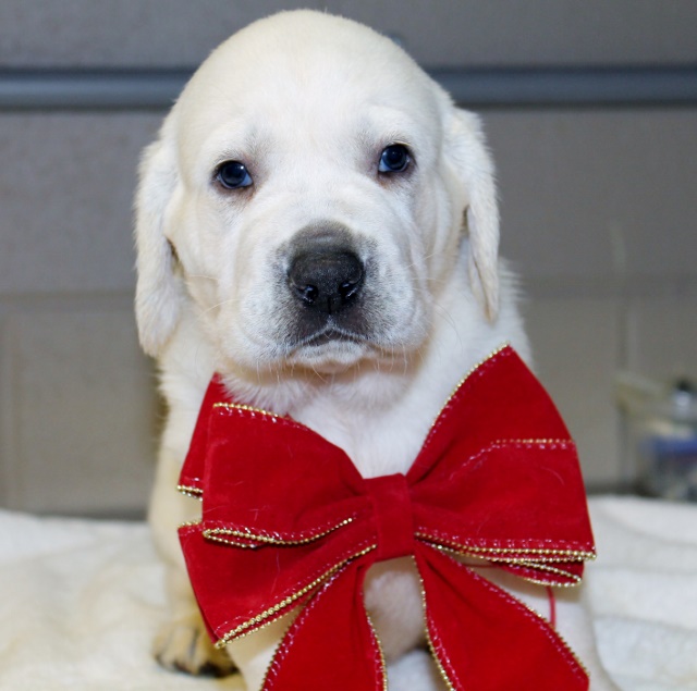 White lab puppies for sale - Damascus Way Labradors