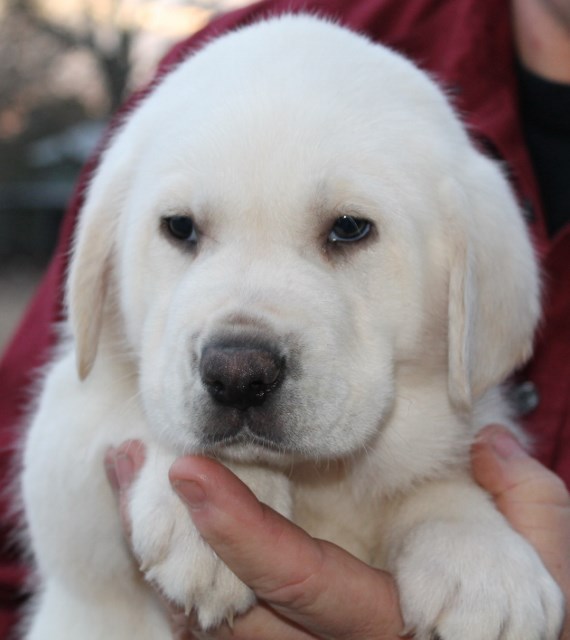 White labs for sale - Damascus Way Labradors