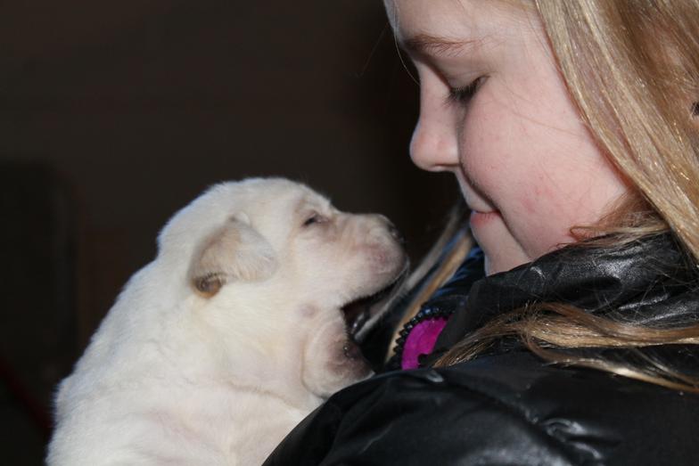 White labs for sale - Damascus Way Labradors