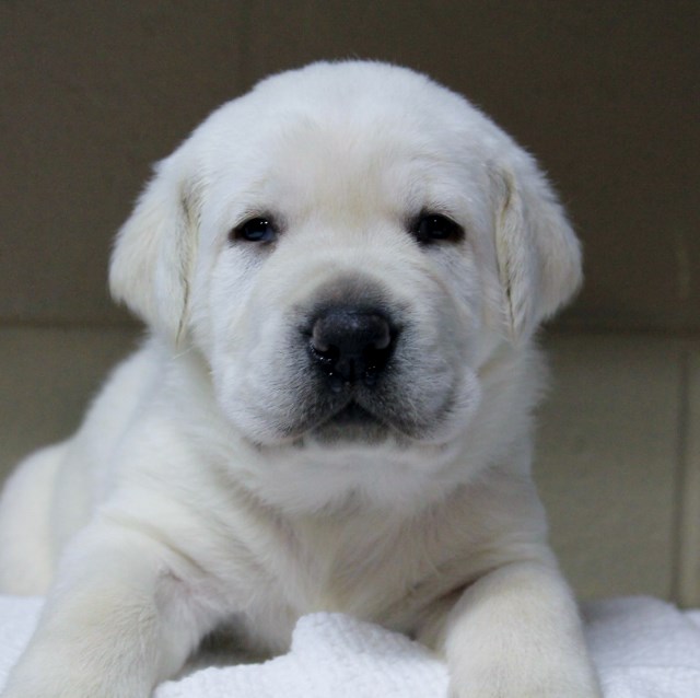 White lab puppies for sale -Damascus Way Labradors