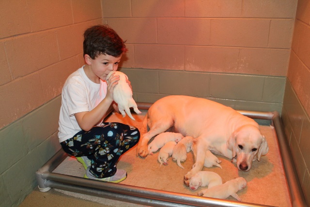 white lab puppies for sale - Damascus Way Labradors