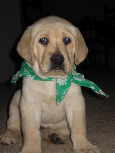 yellow labs for sale - damascus way labradors