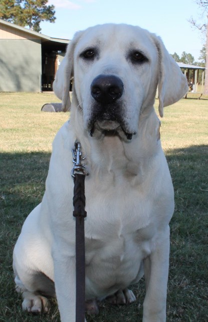 White lab puppies for sale - Damascus Way Labradors