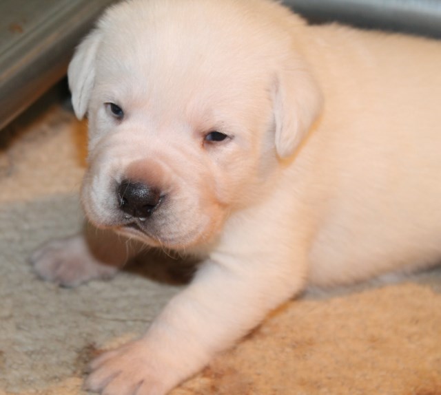 White lab puppies for sale - Damascus Way Labradors