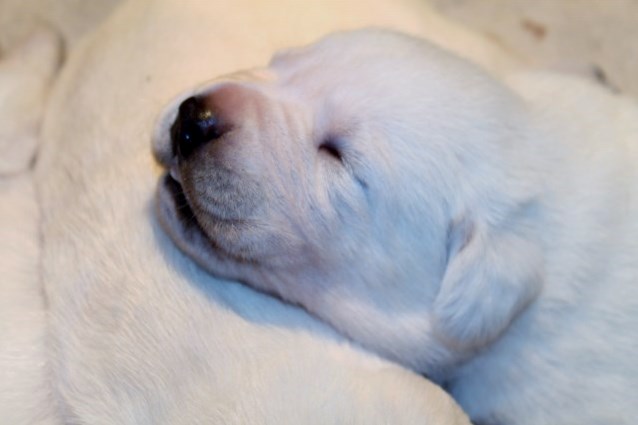 White labs for sale - Damascus Way Labradors