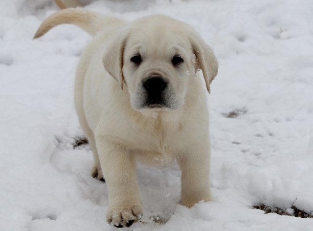 White labs for sale - Damascus Way Labradors