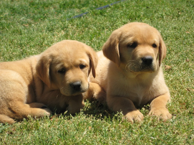 Fox red lab puppies for sale - Damascus Way Labradors
