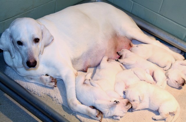 White labs for sale - Damascus Way Labradors