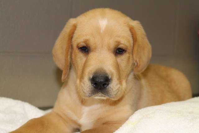 red lab puppies for sale - Damascus Way Labradors