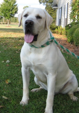 White lab breeder in Georgia - Damascus Way Labradors