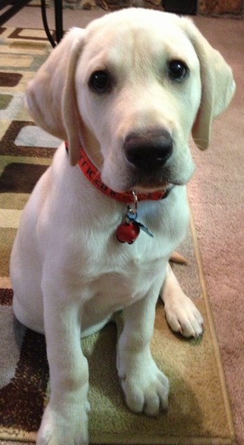 White lab puppies for sale - damascus way labradors