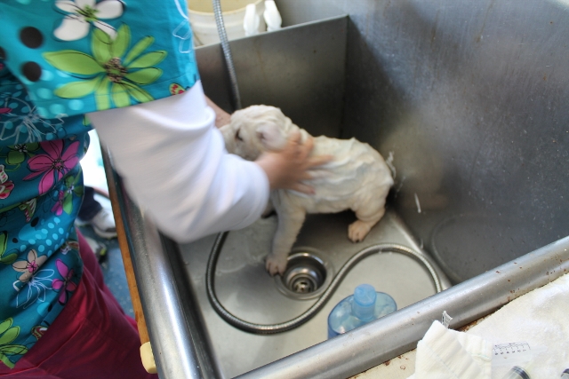 White labrador puppies for sale - Damascus Way Labradors