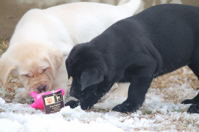 Black labs for sale - Damascus Way Labradors