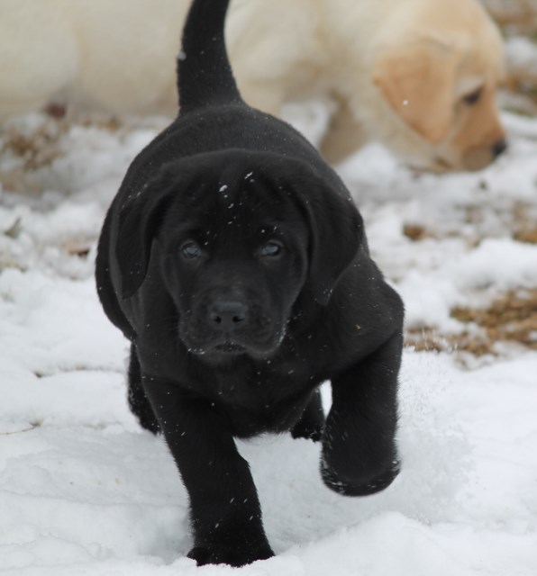 Black labs for sale - Damascus Way Labradors