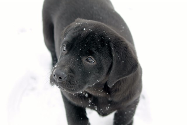 Black lab puppies for sale - Damascus Way Labradors
