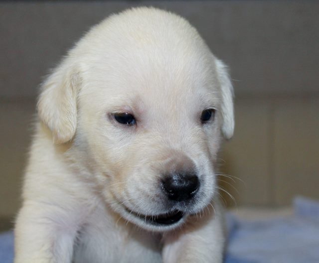 yellow lab puppies for sale in ga the yellow lab puppies for sale in ga the