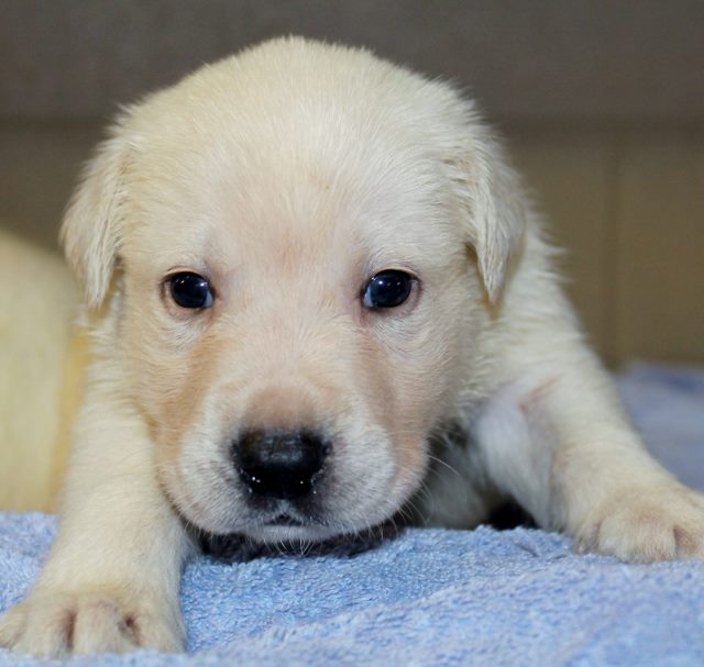yellow lab puppies for sale in ga these are yellow lab puppies for sale in ga these are