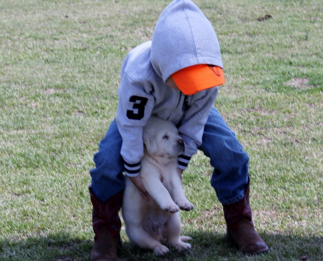 white labs for sale - Damascus Way Labradors