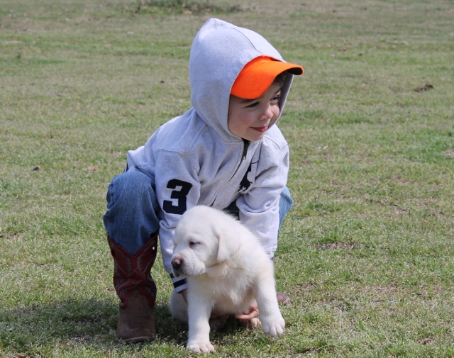 White labs for sale - Damascus Way Labradors