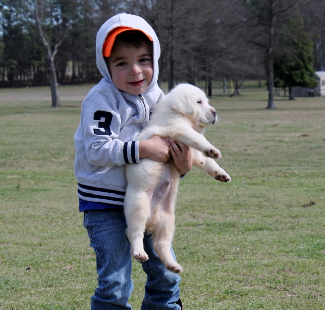 white lab puppies for sale - Damascus Way Labradors