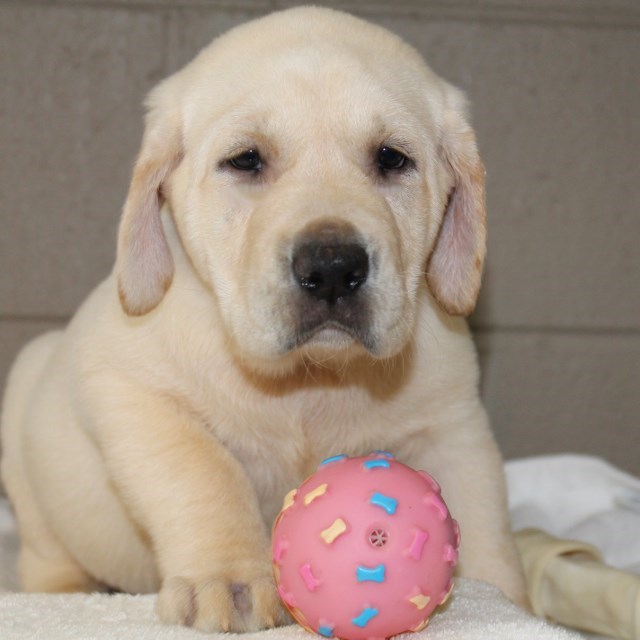 Yellow lab breeder - Damascus Way Labradors