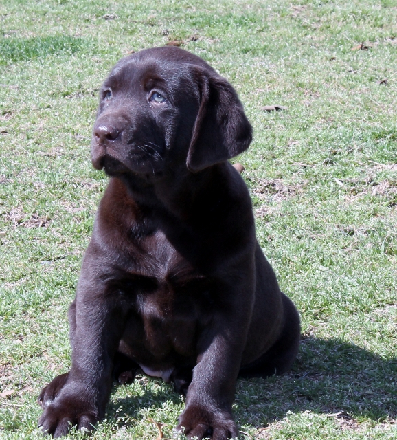 chocolate labs for sale - Damascus Way Labradors