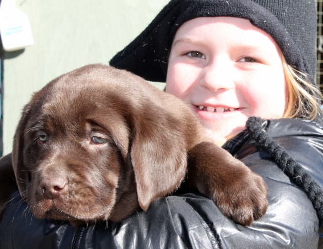 chocolate lab puppies for sale - Damascus Way Labradors