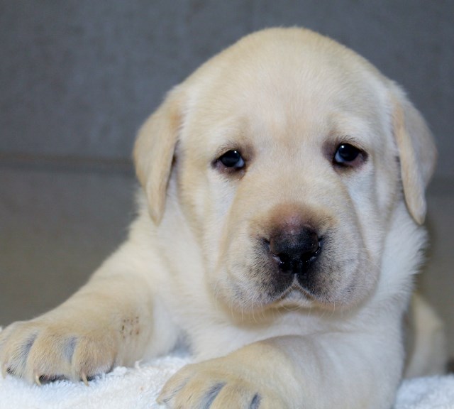 White lab puppies for sale - Damascus Way Labradors