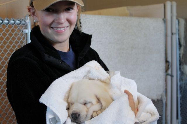 White lab puppies for sale- Damascus Way Labradors