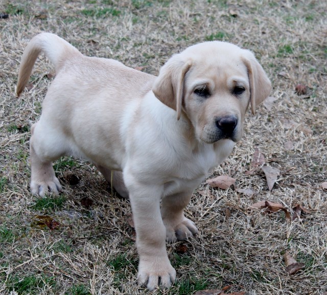 yellow lab puppies for sale - Damascus Way Labradors