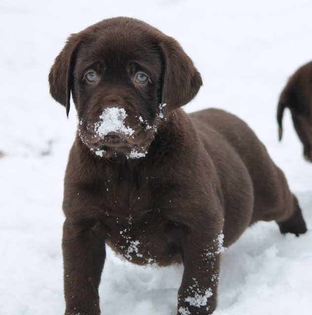 Chocolate lab puppies for sale - Damascus Way Labradors
